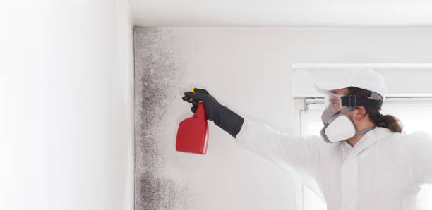 Best Bathroom Mold Remediation in Greenwood, IN